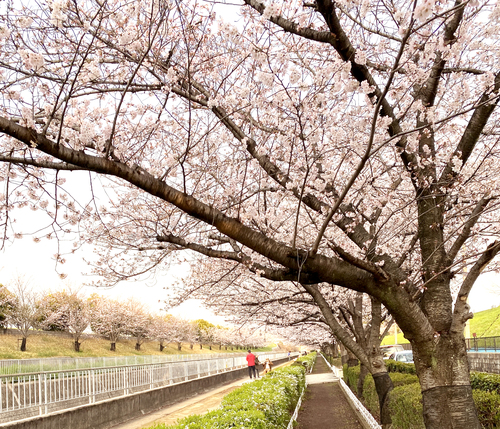 桜の並木道20220330.jpg